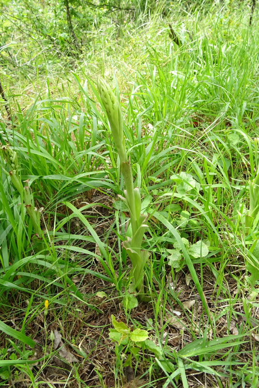 Himantoglossum adriaticum o hircinum